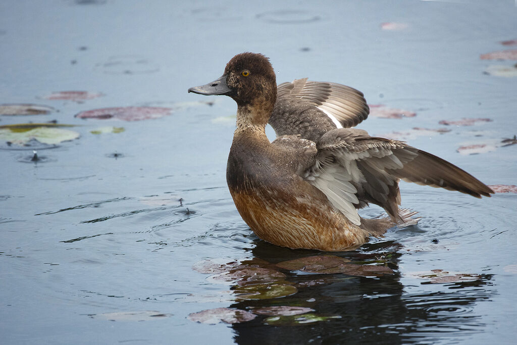 Lesser Scaup