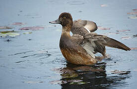 Lesser Scaup