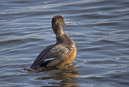 Lesser Scaup