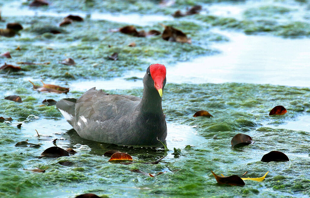 Gallinule d'Amériqueadulte