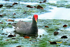 Common Gallinule