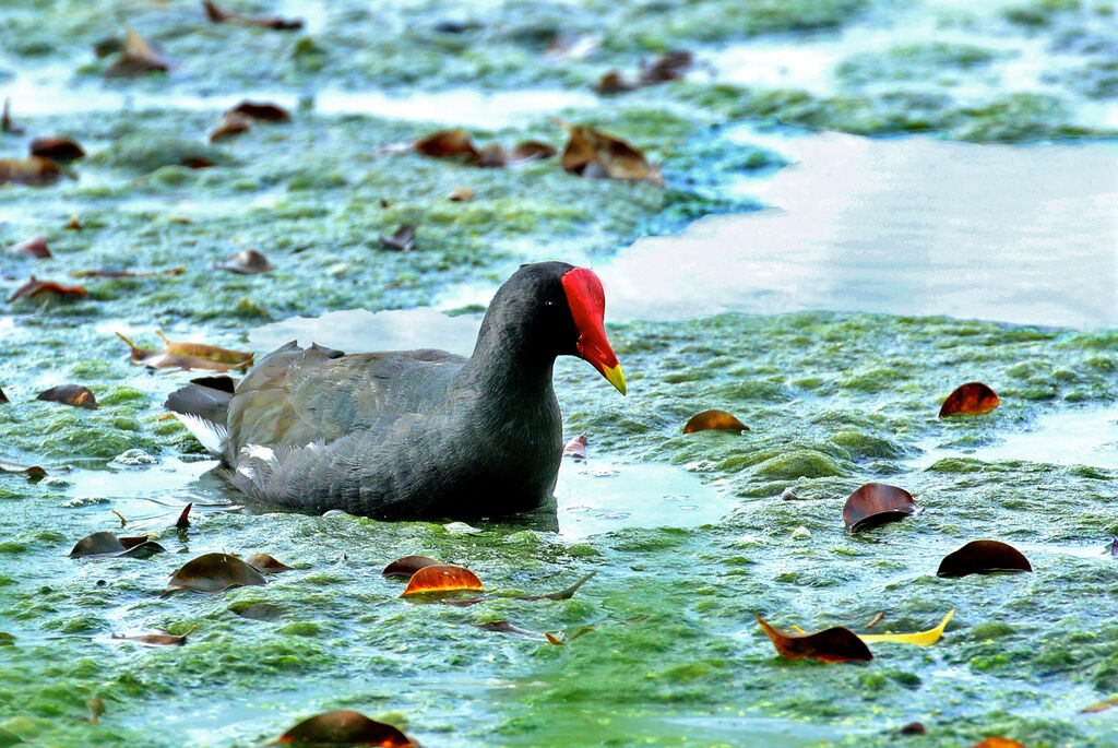 Gallinule d'Amériqueadulte