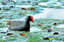 Gallinule d'Amérique