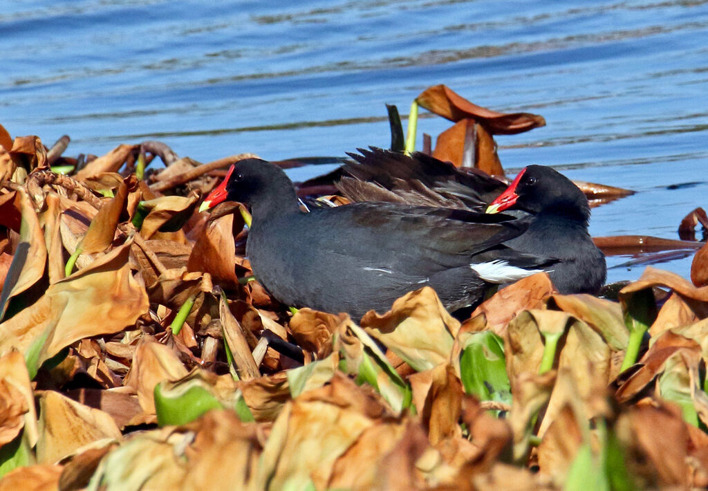 Gallinule d'Amériqueadulte