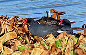 Gallinule d'Amérique