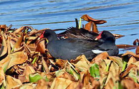 Gallinule d'Amérique