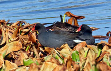 Gallinule d'Amérique