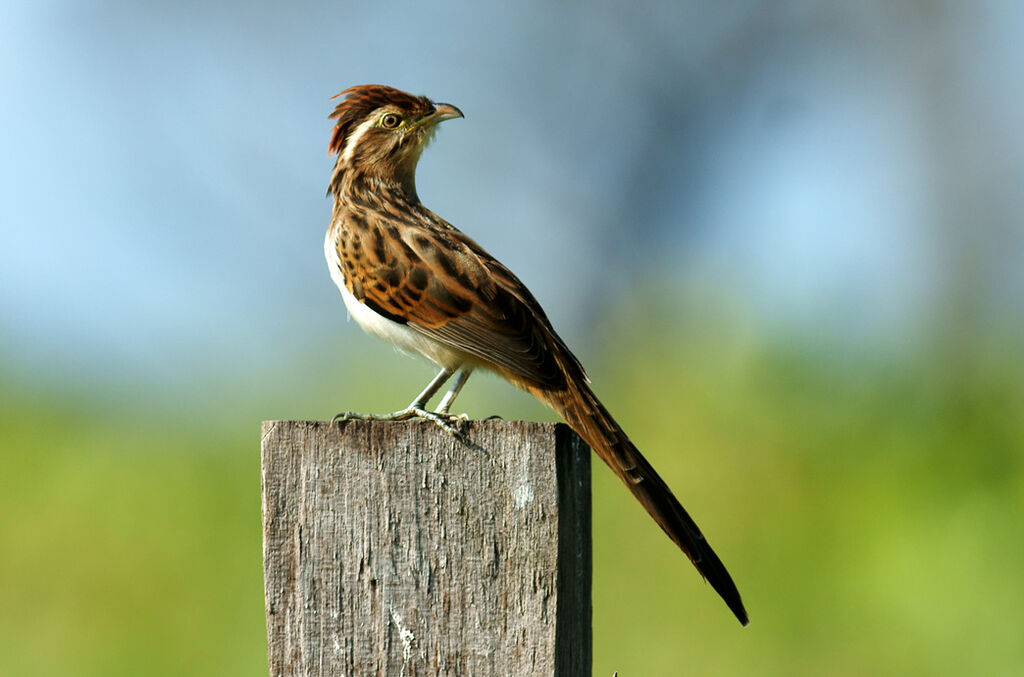 Striped Cuckoo