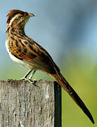 Striped Cuckoo