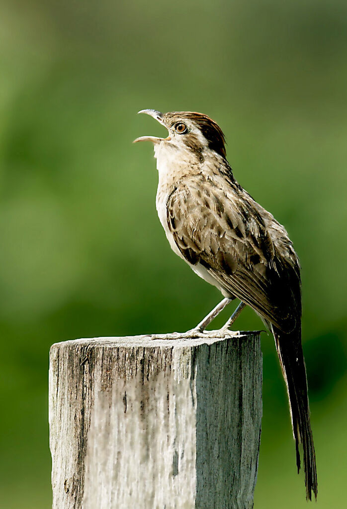 Striped Cuckoo