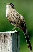 Striped Cuckoo