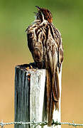 Striped Cuckoo