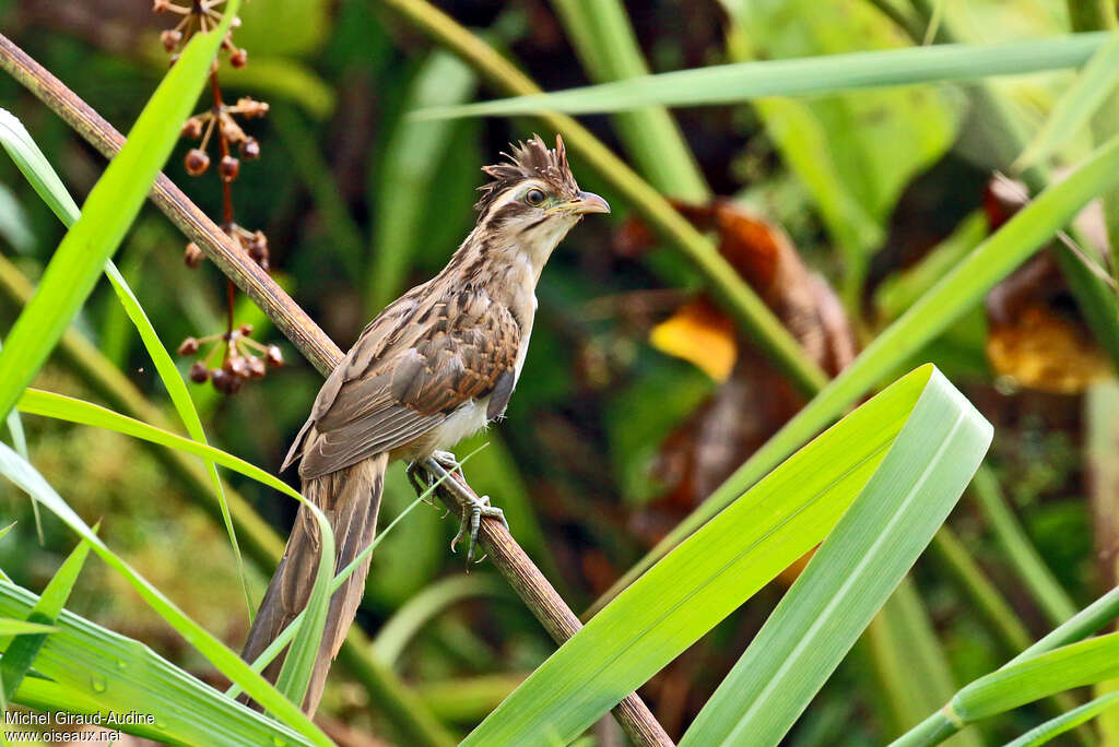 Striped Cuckooadult, identification