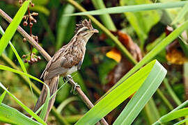 Striped Cuckoo