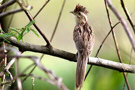 Striped Cuckoo