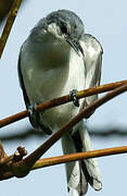 Tropical Gnatcatcher