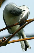 Tropical Gnatcatcher