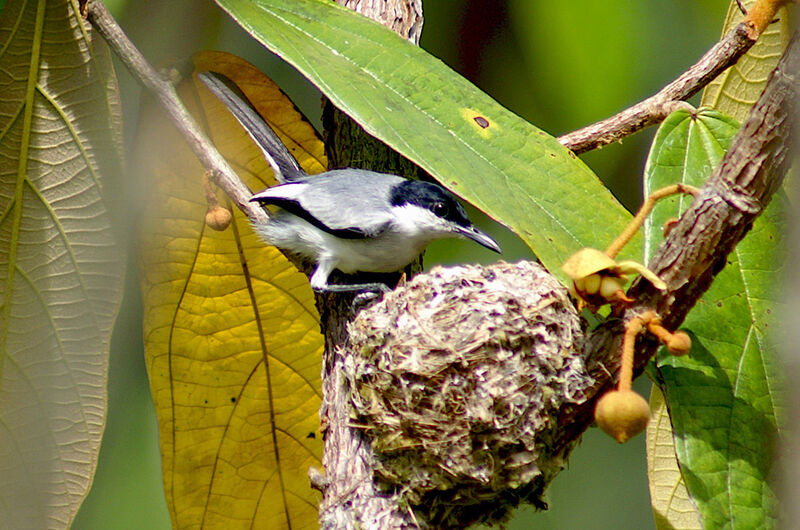 Tropical Gnatcatcher, Reproduction-nesting