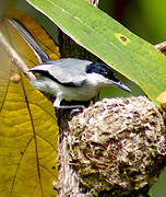 Tropical Gnatcatcher