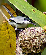 Gobemoucheron tropical