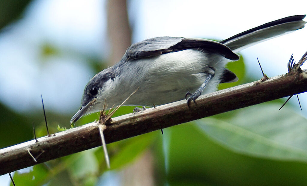 Tropical Gnatcatcher female adult