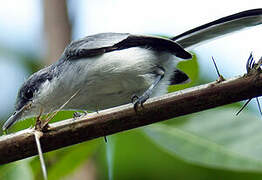 Tropical Gnatcatcher