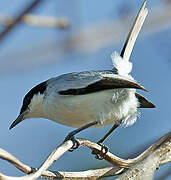 Tropical Gnatcatcher