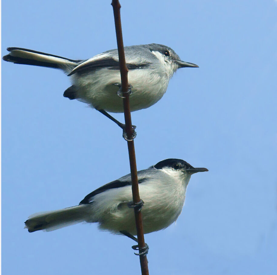 Tropical Gnatcatcher adult