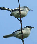 Tropical Gnatcatcher