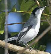 Tropical Gnatcatcher