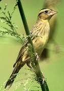 Bobolink