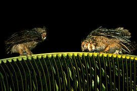 Great Horned Owl