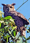 Great Horned Owl