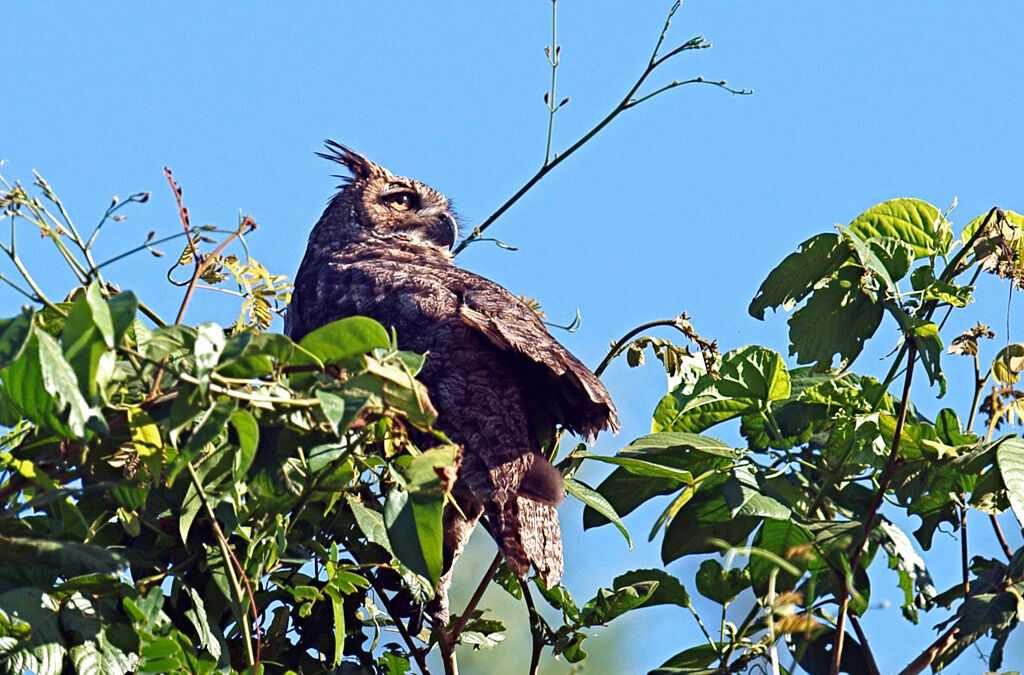 Great Horned Owl