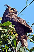 Great Horned Owl