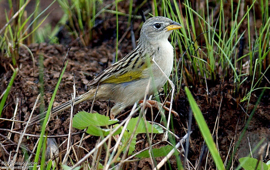 Wedge-tailed Grass Finchadult, identification