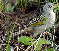 Wedge-tailed Grass Finch