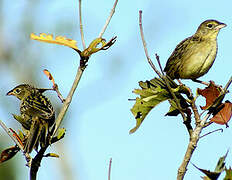 Wedge-tailed Grass Finch