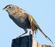 Wedge-tailed Grass Finch