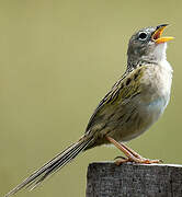 Wedge-tailed Grass Finch