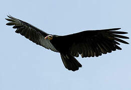 Greater Yellow-headed Vulture