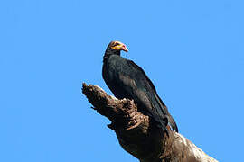 Greater Yellow-headed Vulture