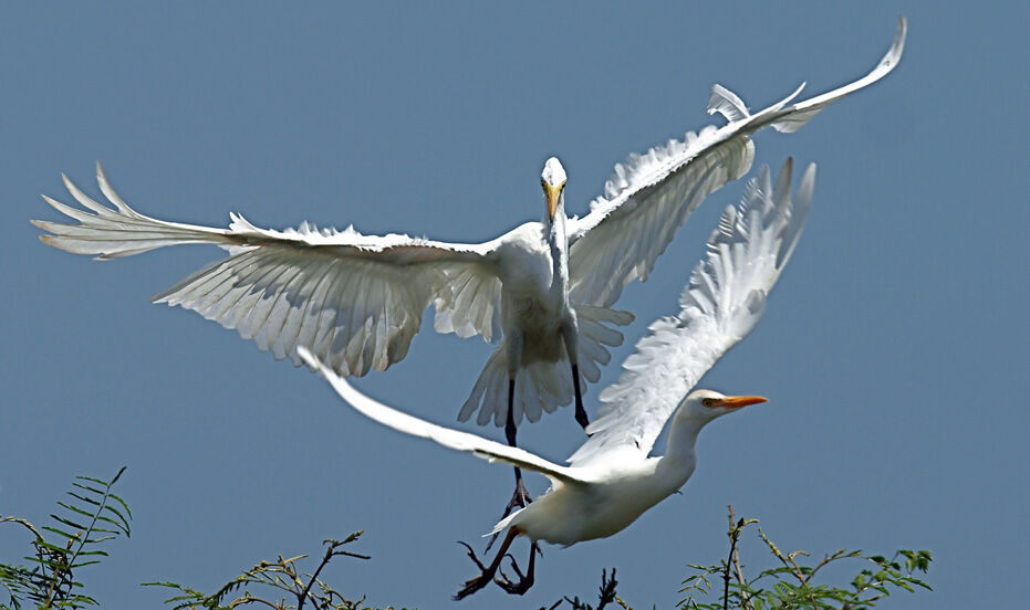 Grande Aigrette