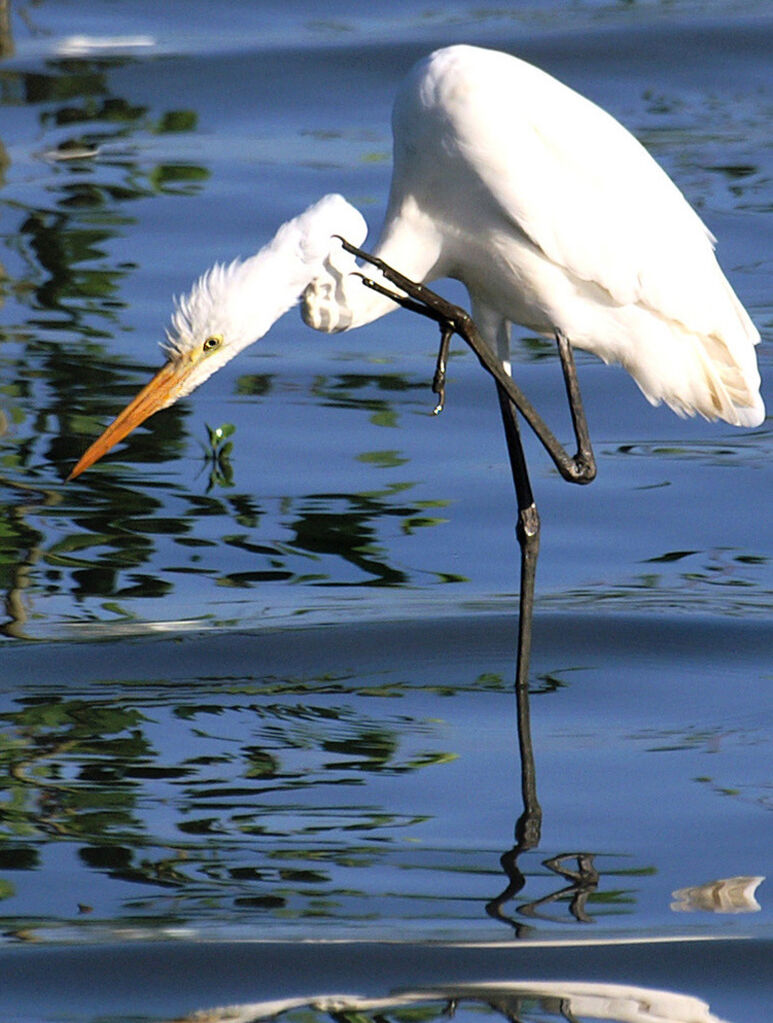 Grande Aigrette