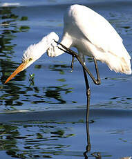 Grande Aigrette