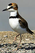 Collared Plover