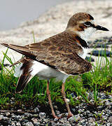 Collared Plover