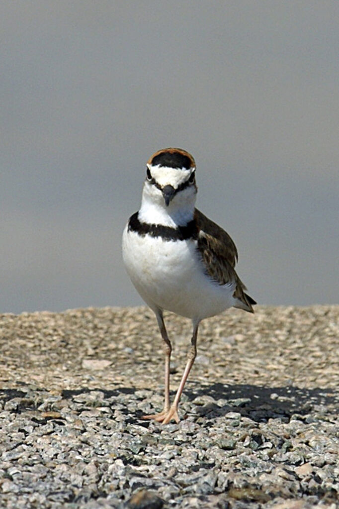 Collared Plover