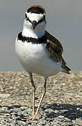 Collared Plover