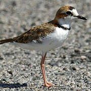 Collared Plover